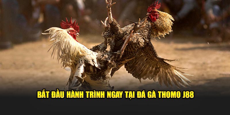 Bắt đầu hành trình ngay tại đá gà Thomo J88