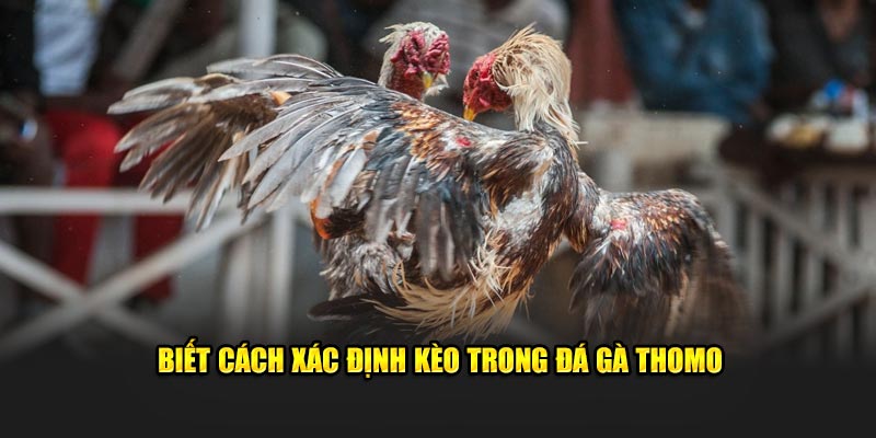 Biết cách xác định kèo trong đá gà Thomo