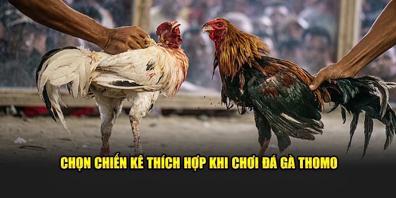 Chọn chiến kê thích hợp khi chơi đá gà Thomo