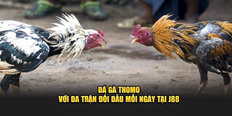 Đá gà Thomo với đa trận đối đầu mỗi ngày tại J88