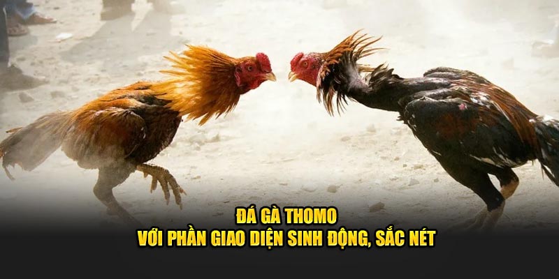 Đá gà Thomo với phần giao diện sinh động, sắc nét