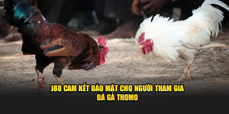 J88 cam kết bảo mật cho người tham gia đá gà Thomo