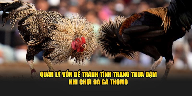 Quản lý vốn để tránh tình trạng thua đậm khi chơi đá gà Thomo